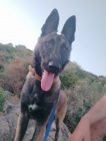 chien-malinois-charbonne-tigzirt-tizi-ouzou-algerie