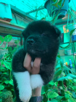 chien-chiot-akita-black-setif-algerie