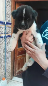Akita américain 