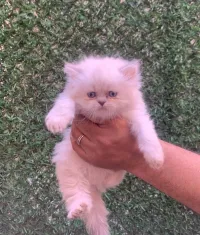 Chatons person Blan 