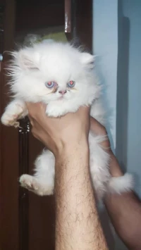 Chaton persan pure race
