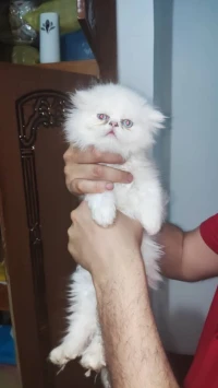 Chatons persan