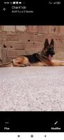 chien-berger-allemand-femelle-18mois-hydra-alger-algerie