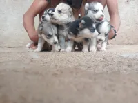 Husky