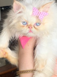 قطط-chat-persan-himalaya-pure-race-البليدة-الجزائر