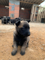 chien-chiot-malinois-1-mois-kolea-tipaza-algerie