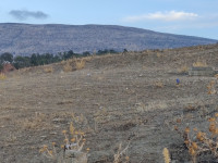 terrain-agricole-vente-constantine-ibn-ziad-algerie