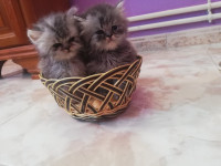 chat-chatons-persan-pure-race-chevalley-alger-algerie