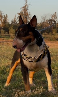 Bull-terrier