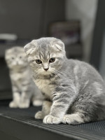 chat-scottish-fold-et-british-souidania-alger-algerie