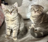 Chat scottish fold et british 