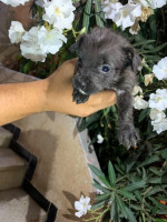 chien-caniche-bichon-bouzareah-alger-algerie