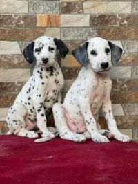 Dalmatien 