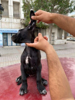 chien-cane-corso-annaba-algerie