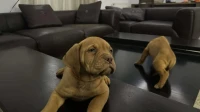 Dog De Bordeaux 