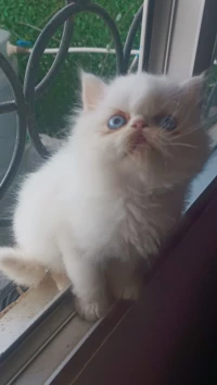Chat persan piky fice 