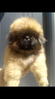 chien-chiot-pekinois-bejaia-algerie