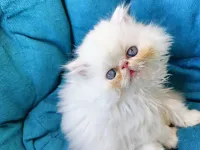 Femelle chaton persan Peke face 