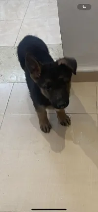 birgi almo noir 3moi 