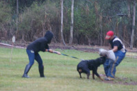 chien-dressage-professionel-de-sidi-bel-abbes-algerie