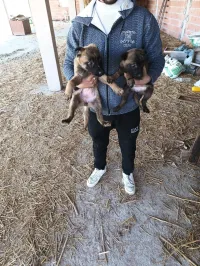 2 chiots femelles malinois