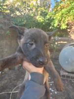 chien-chiots-malinois-charbonne-pure-sang-67-jours-ouaguenoun-tizi-ouzou-algerie