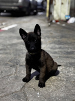 chien-malinois-boufarik-blida-algerie