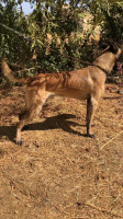 chien-malinois-algerie