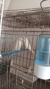 Perruche lotino albino