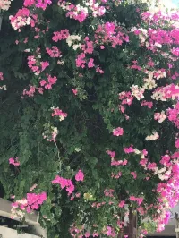Vente Villa Guelma Boumahra ahmed