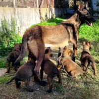 chien-chiot-malinois-charbonne-ouled-fayet-alger-algerie