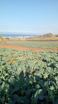 terrain-agricole-vente-tipaza-fouka-algerie