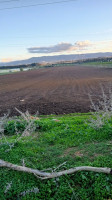 terrain-agricole-vente-tipaza-sidi-rached-algerie