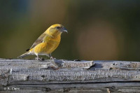 oiseau-couple-bec-croise-des-sapins-ain-naadja-alger-algerie