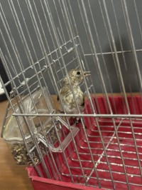 bird-مقنين-djamaa-el-meghaier-algeria