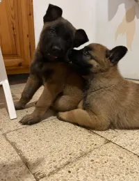 la septième race malinois la pure race