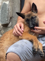 chien-malinois-la-pure-race-bab-ezzouar-alger-algerie