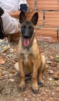 chien-malinois-pure-race-bab-ezzouar-alger-algerie