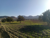 terrain-agricole-vente-bejaia-boudjellil-algerie