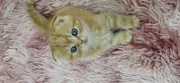 Femelle Scottish Fold Golden Pure Race 