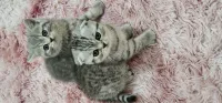 2 femelles scottish british tabby pure race parents pedigree 