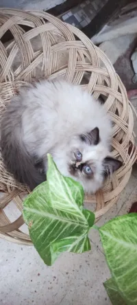 Chat de race persan 