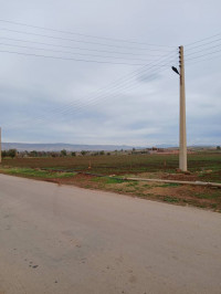 terrain-agricole-vente-ain-defla-soltane-algerie