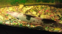 Vente poisson chat 25 centimètres 