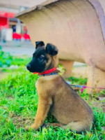 chien-malinois-charbonne-oran-algerie