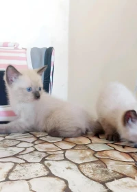 chats siamois قطط سيامي 
