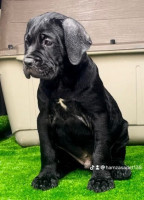 chien-cane-corso-baba-hassen-alger-algerie