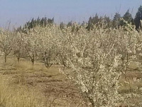 terrain-agricole-vente-djelfa-benhar-algerie