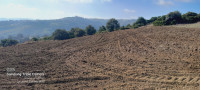 terrain-agricole-vente-tipaza-meurad-algerie