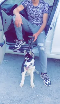 Husky 